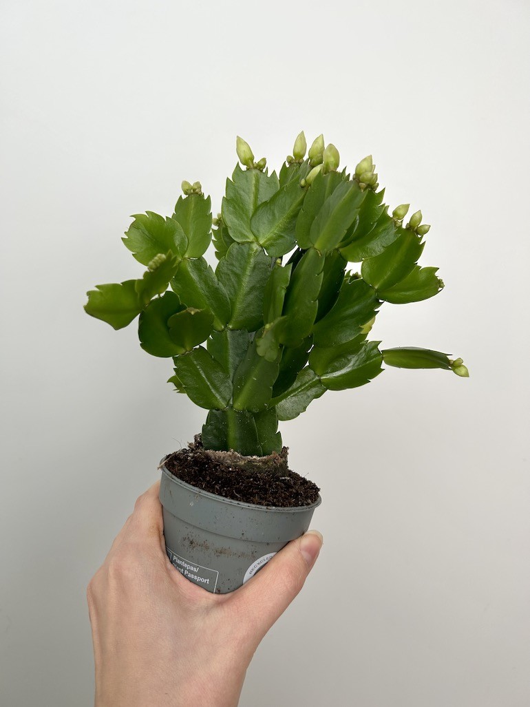 Schlumbergera białe kwiaty