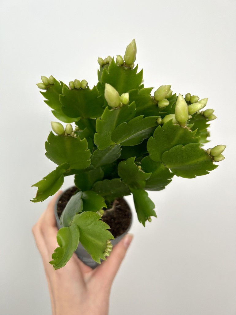 Schlumbergera białe kwiaty