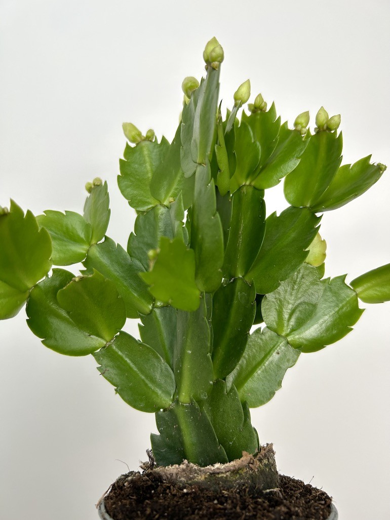 Schlumbergera białe kwiaty