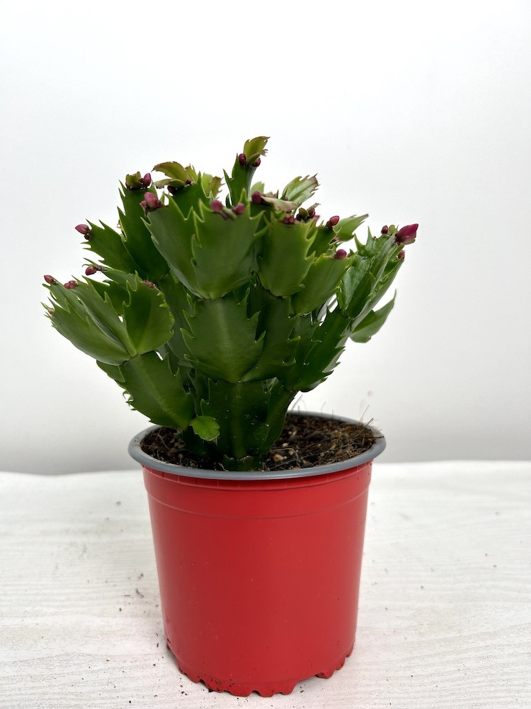 Schlumbergera | Grudnik Roślina Kwitnąca w Zimie!