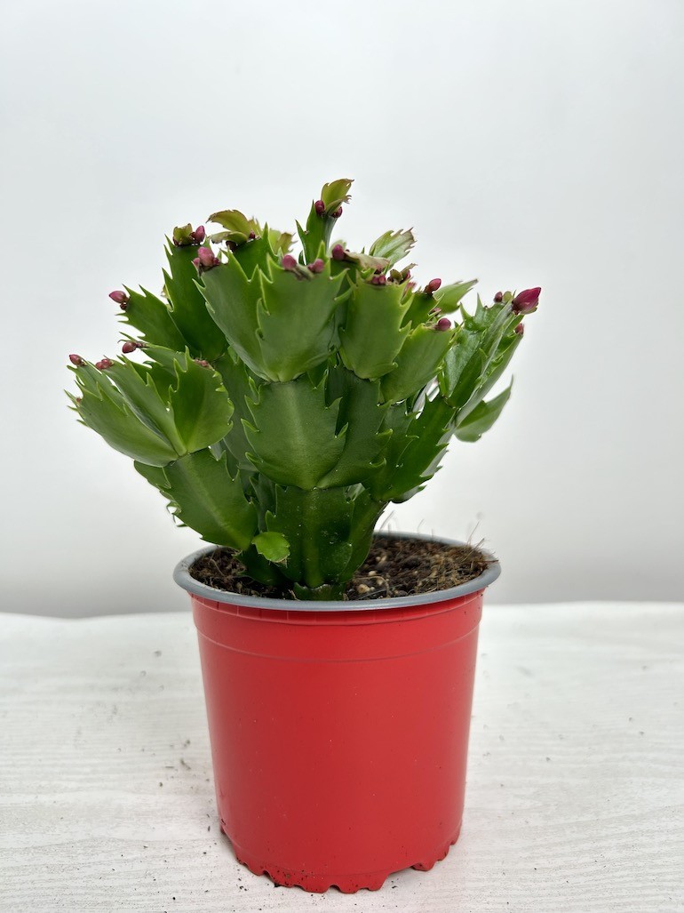 Schlumbergera | Grudnik Roślina Kwitnąca w Zimie!