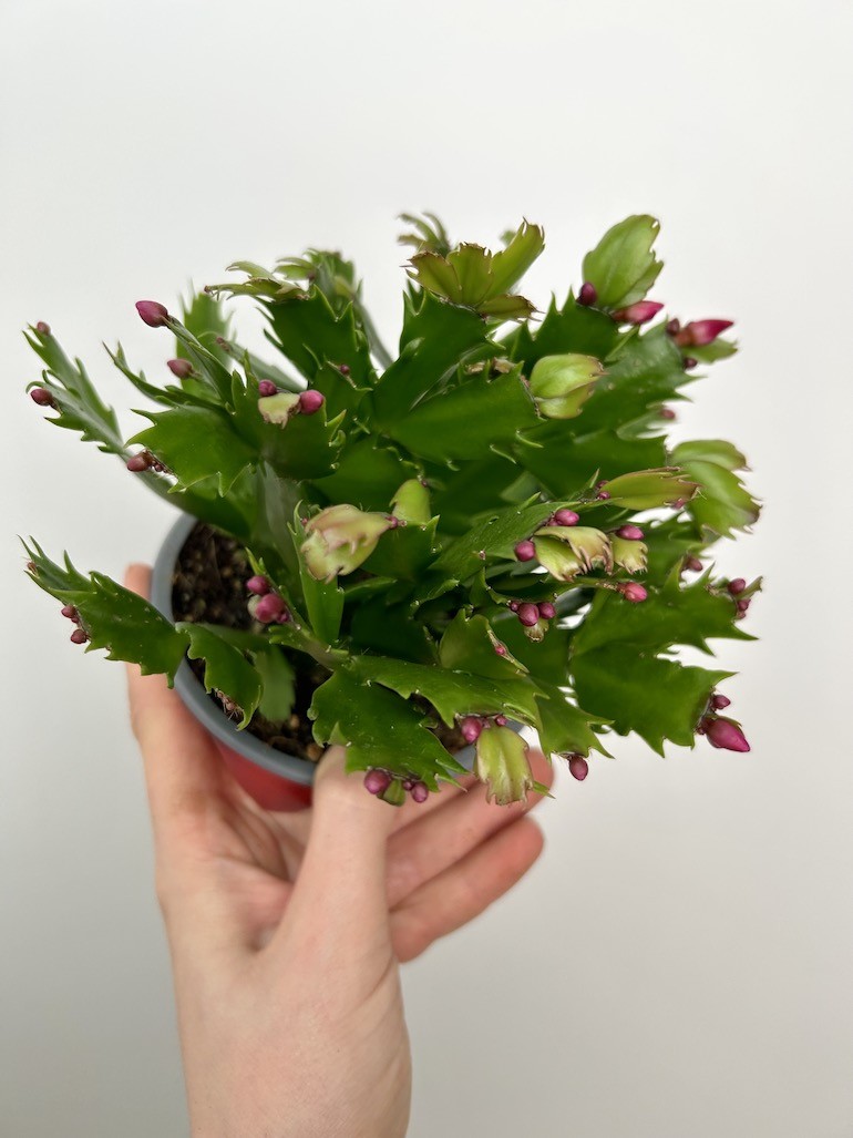 Schlumbergera | Grudnik Roślina Kwitnąca w Zimie!