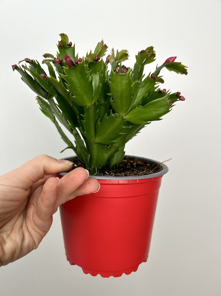 Schlumbergera | Grudnik Roślina Kwitnąca w Zimie!