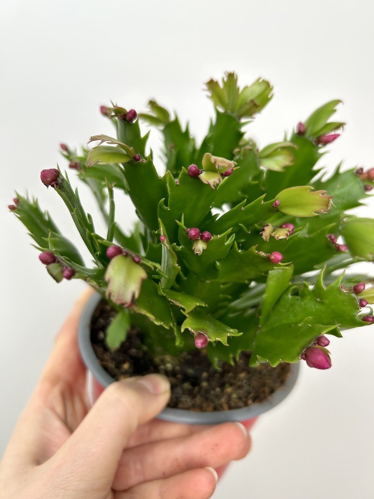 Schlumbergera | Grudnik Roślina Kwitnąca w Zimie!
