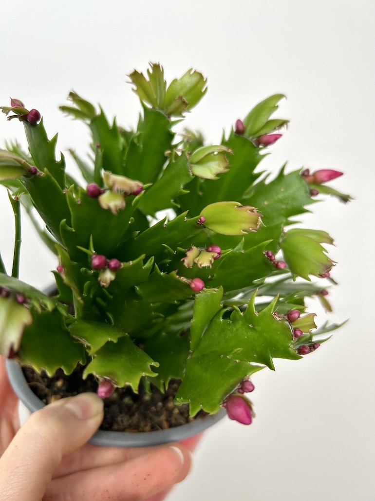 Schlumbergera | Grudnik Roślina Kwitnąca w Zimie!