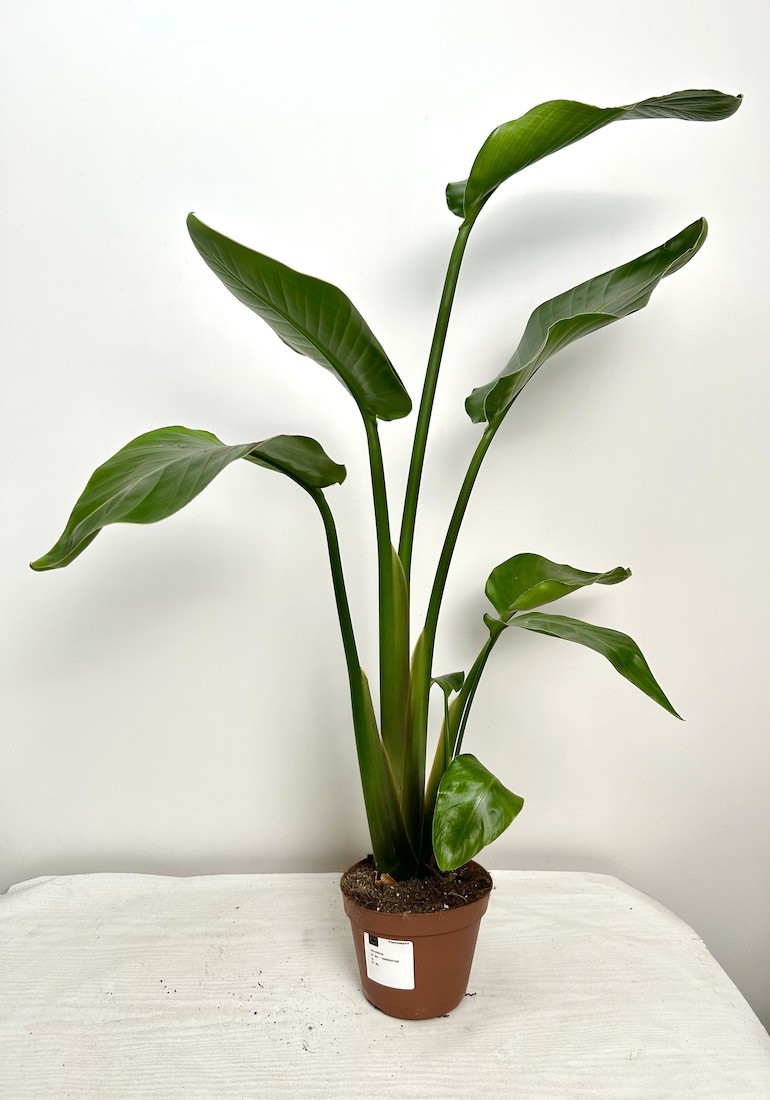 Strelitzia Nicolai