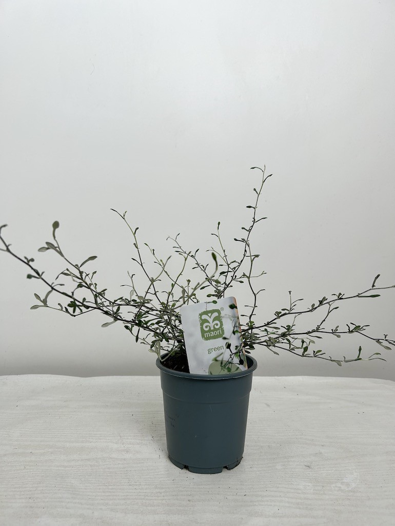 Corokia  Maori Green