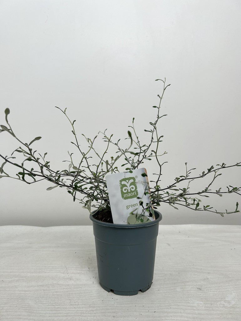 Corokia  Maori Green