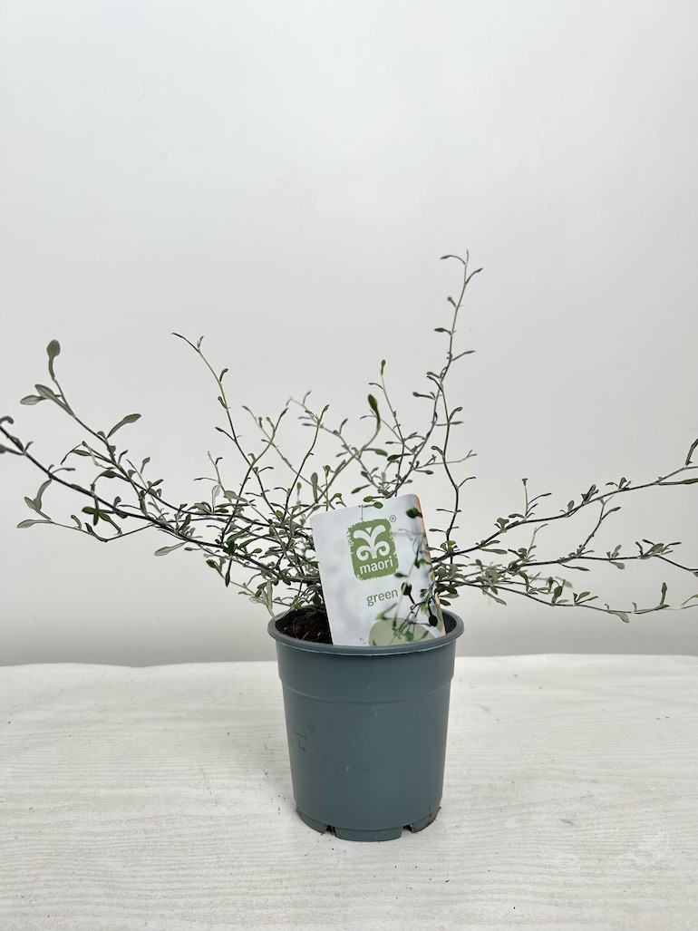 Corokia  Maori Green