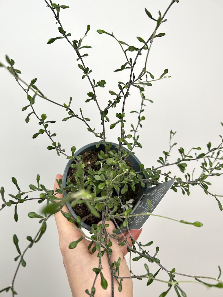 Corokia  Maori Green