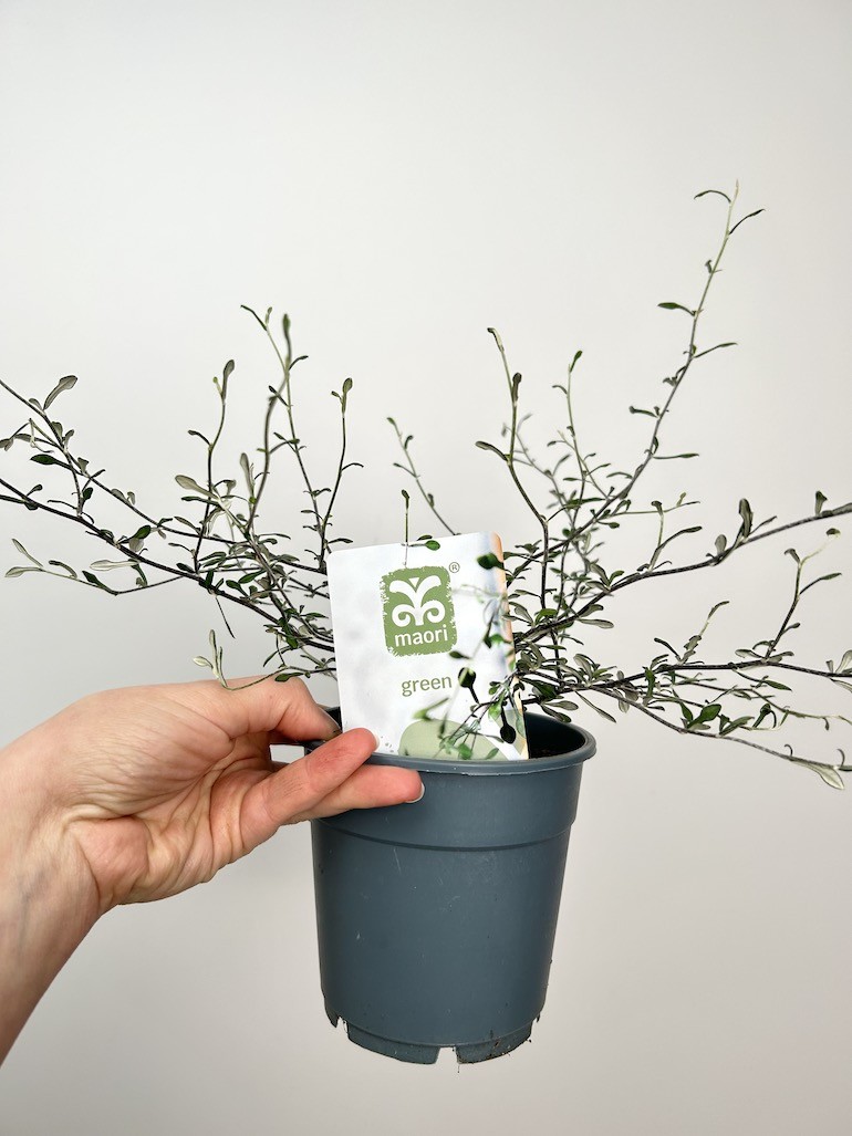 Corokia  Maori Green