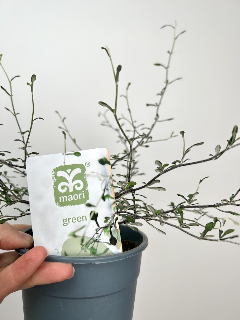 Corokia  Maori Green