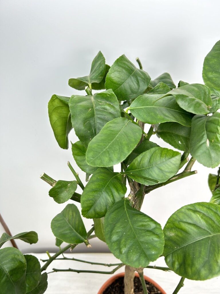 Citrofortunella | Citrus Limon