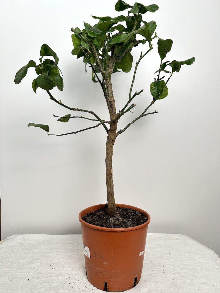 Citrofortunella | Citrus Limon