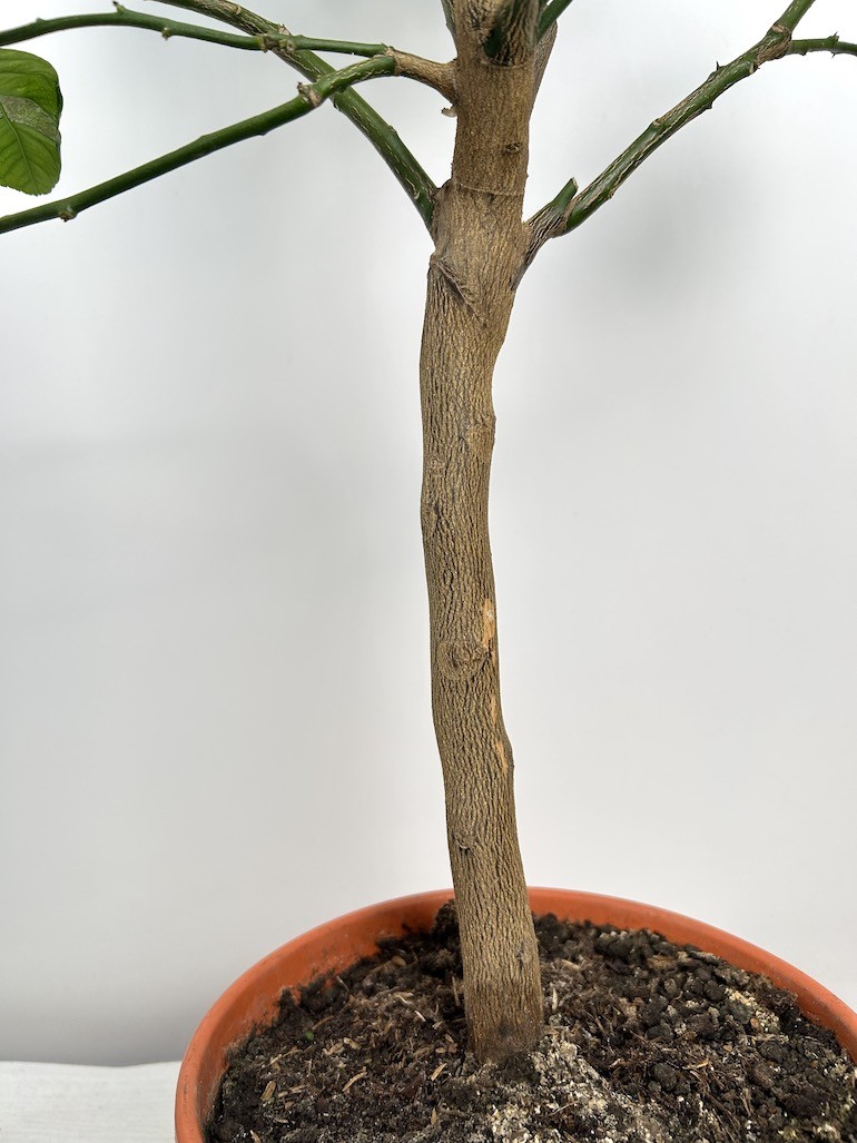 Citrofortunella | Citrus Limon