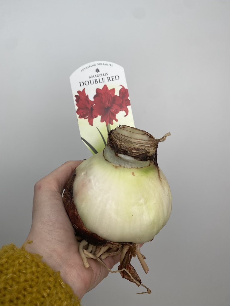 Amarylis Double Red | Piękne Czerwone Kwiaty