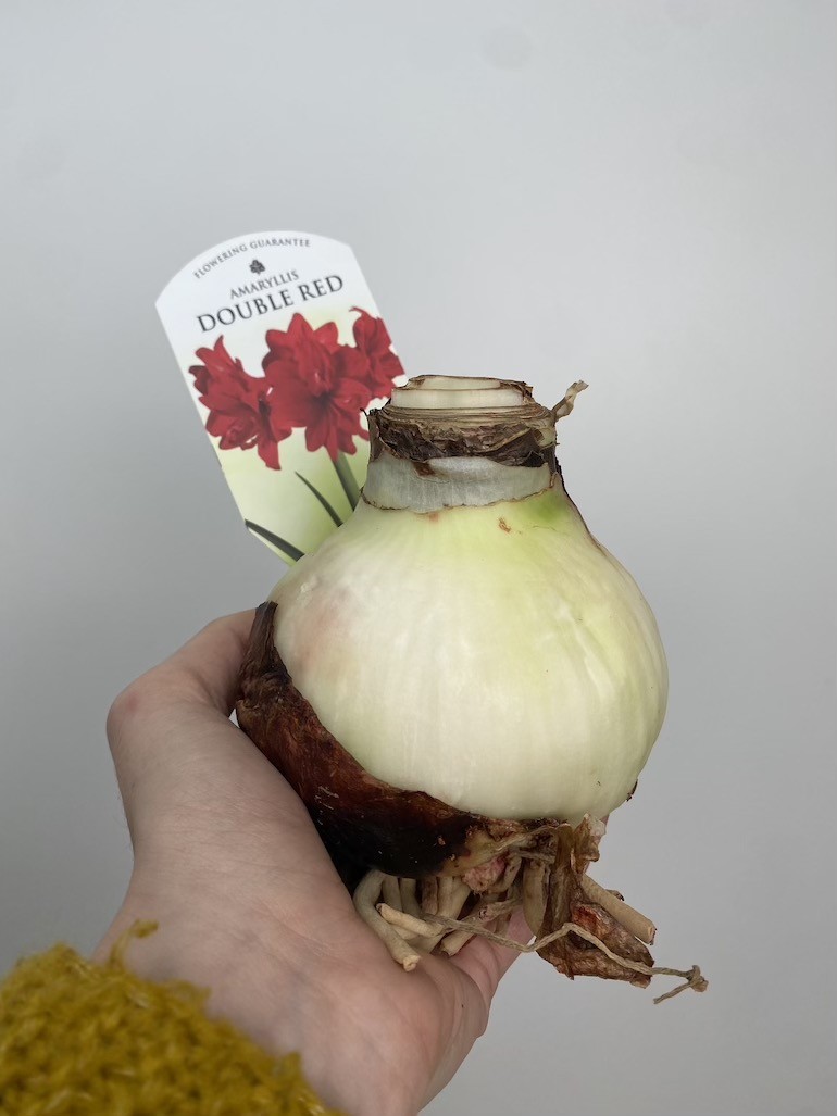 Amarylis Double Red | Piękne Czerwone Kwiaty