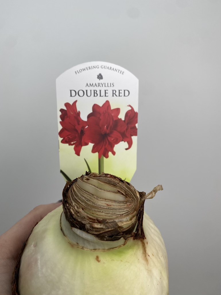 Amarylis Double Red | Piękne Czerwone Kwiaty