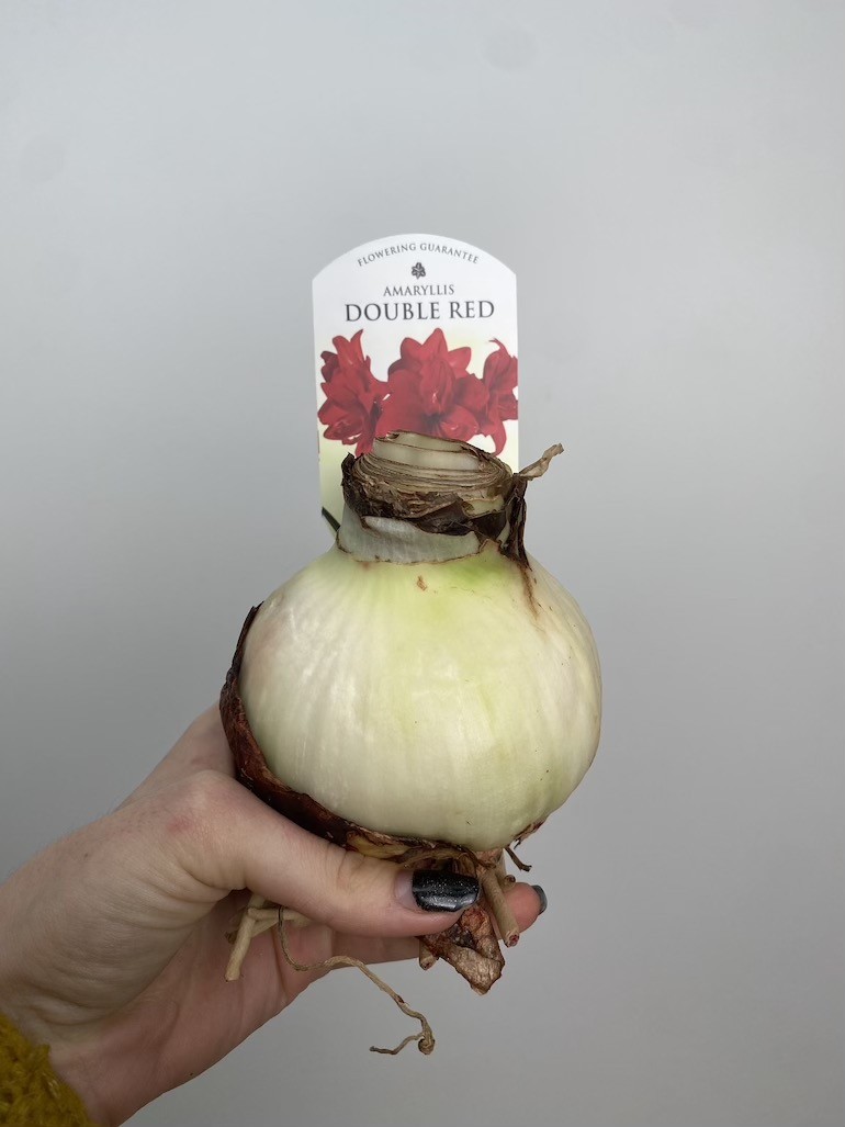 Amarylis Double Red | Piękne Czerwone Kwiaty