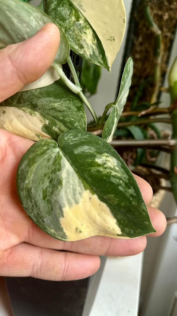 Scindapsus Mangurai Variegata