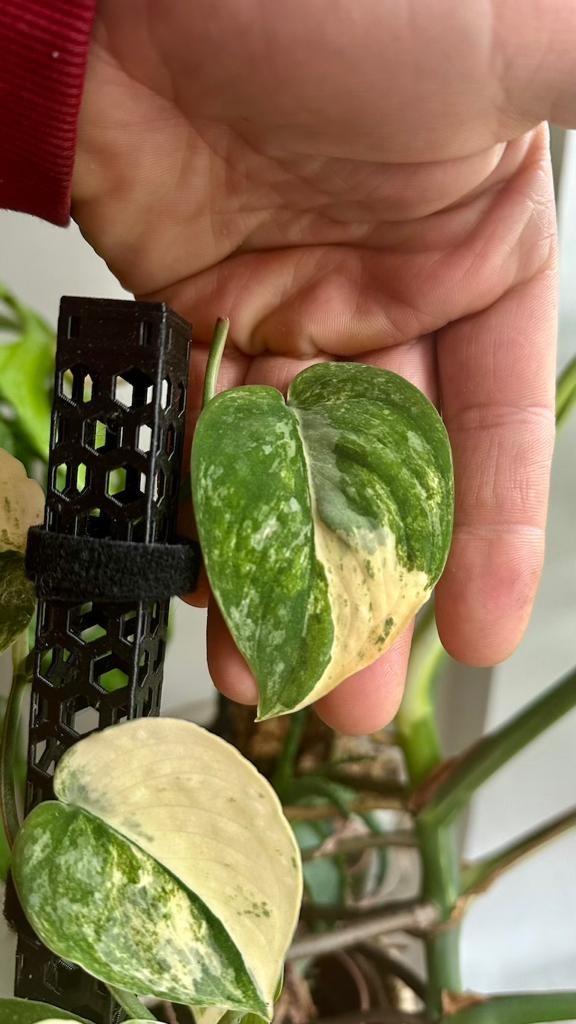 Scindapsus Mangurai Variegata