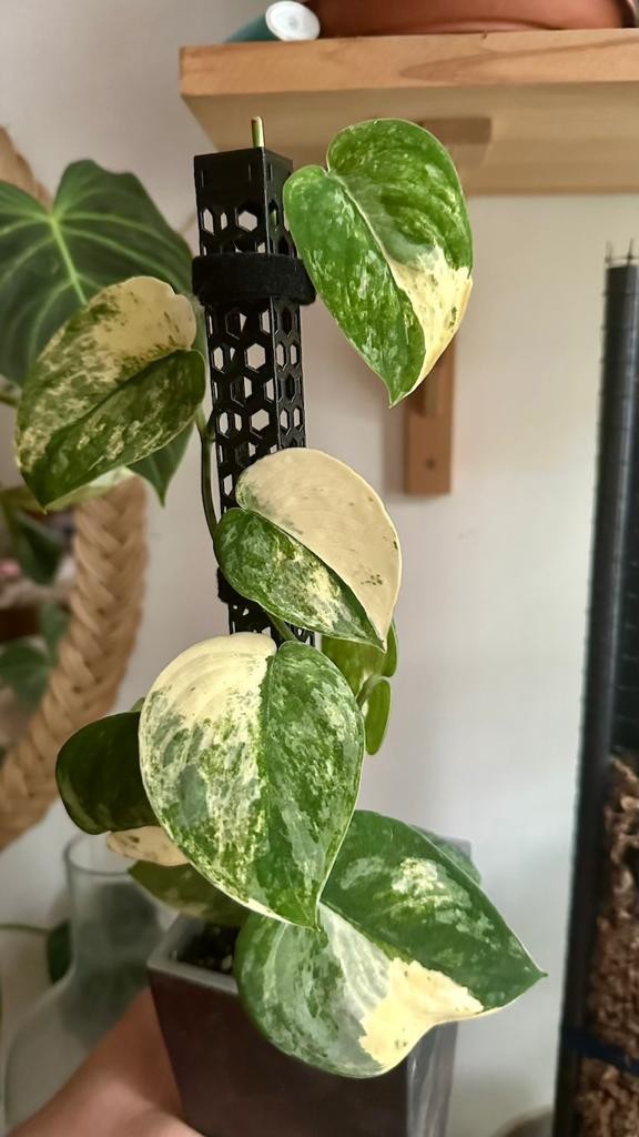 Scindapsus Mangurai Variegata