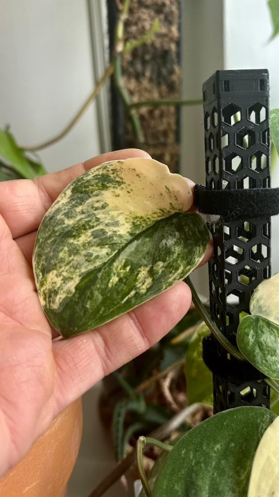 Scindapsus Mangurai Variegata