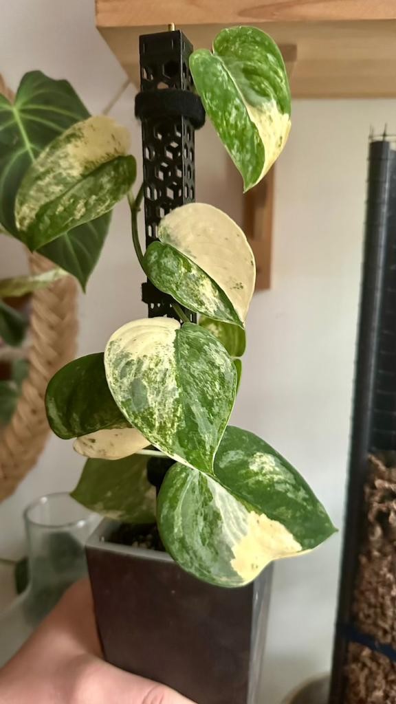 Scindapsus Mangurai Variegata