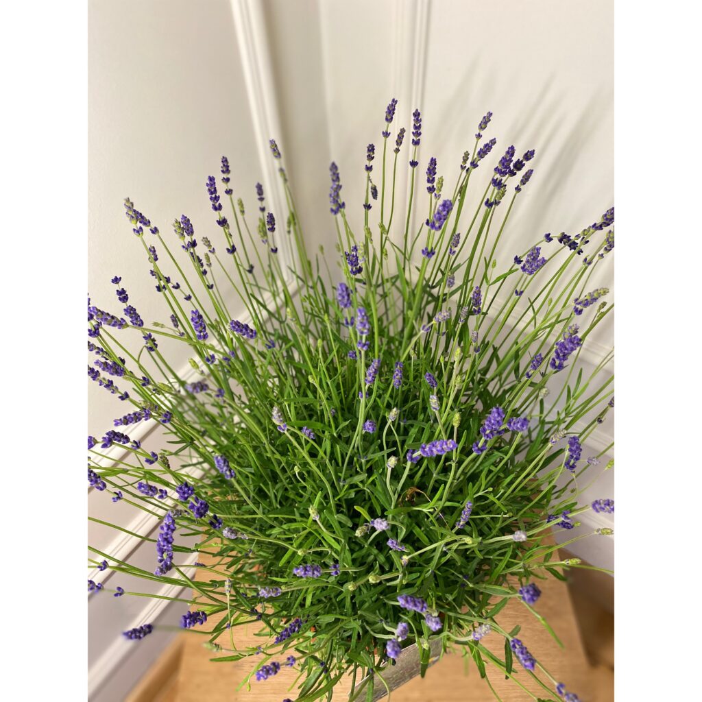 Lawenda Angustifolia (wąskolistna) M