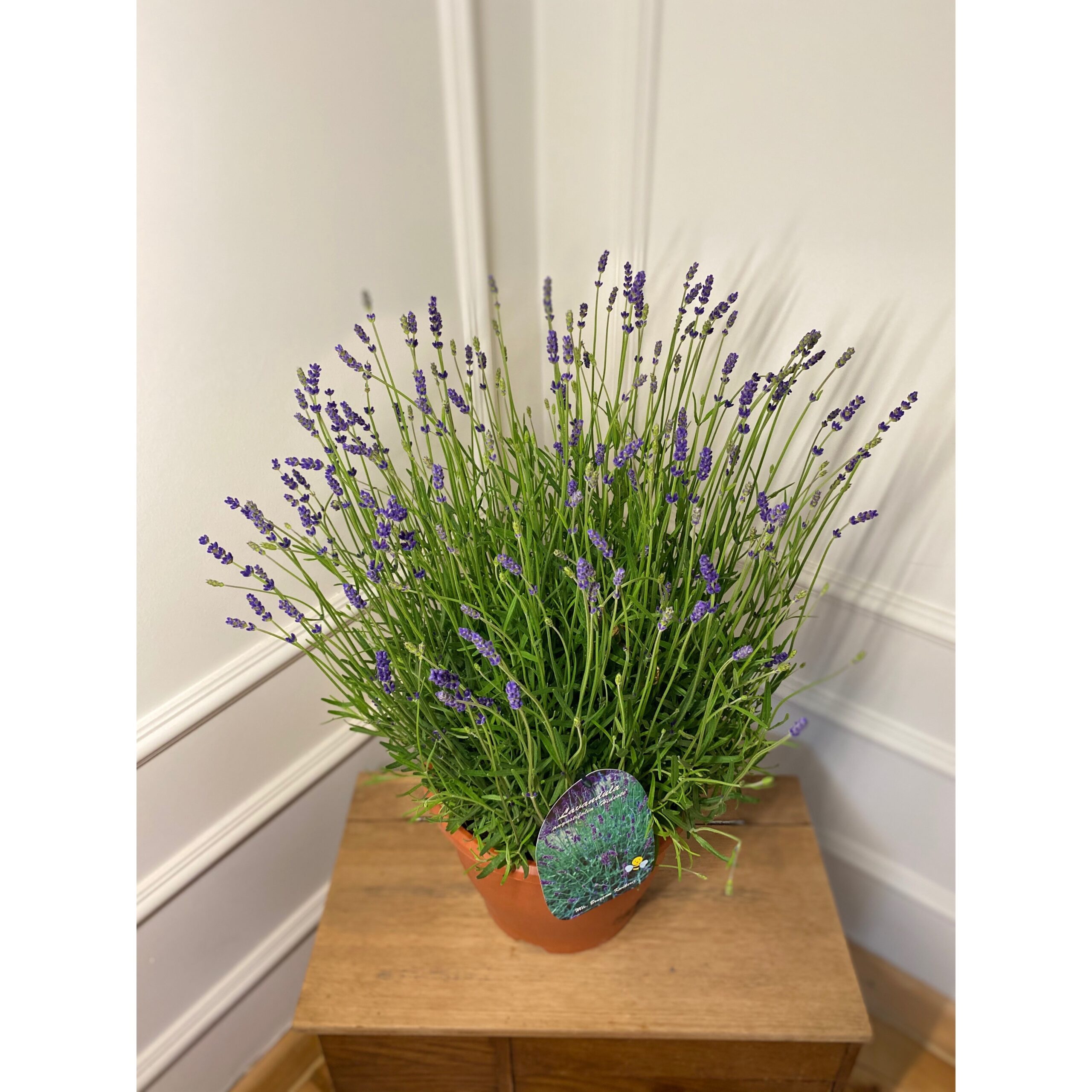 Lawenda Angustifolia (wąskolistna) M