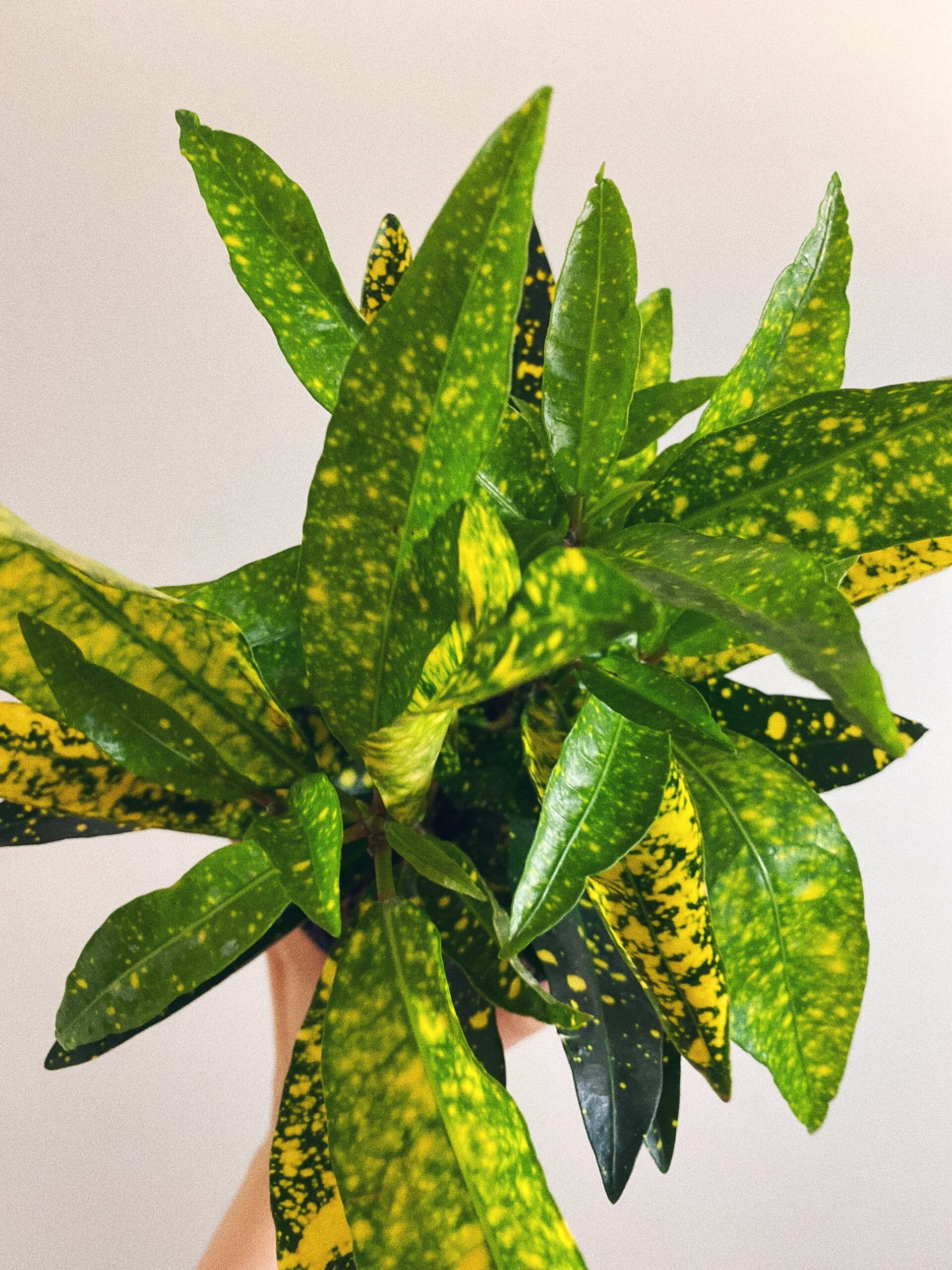 Codiaeum Gold Sun