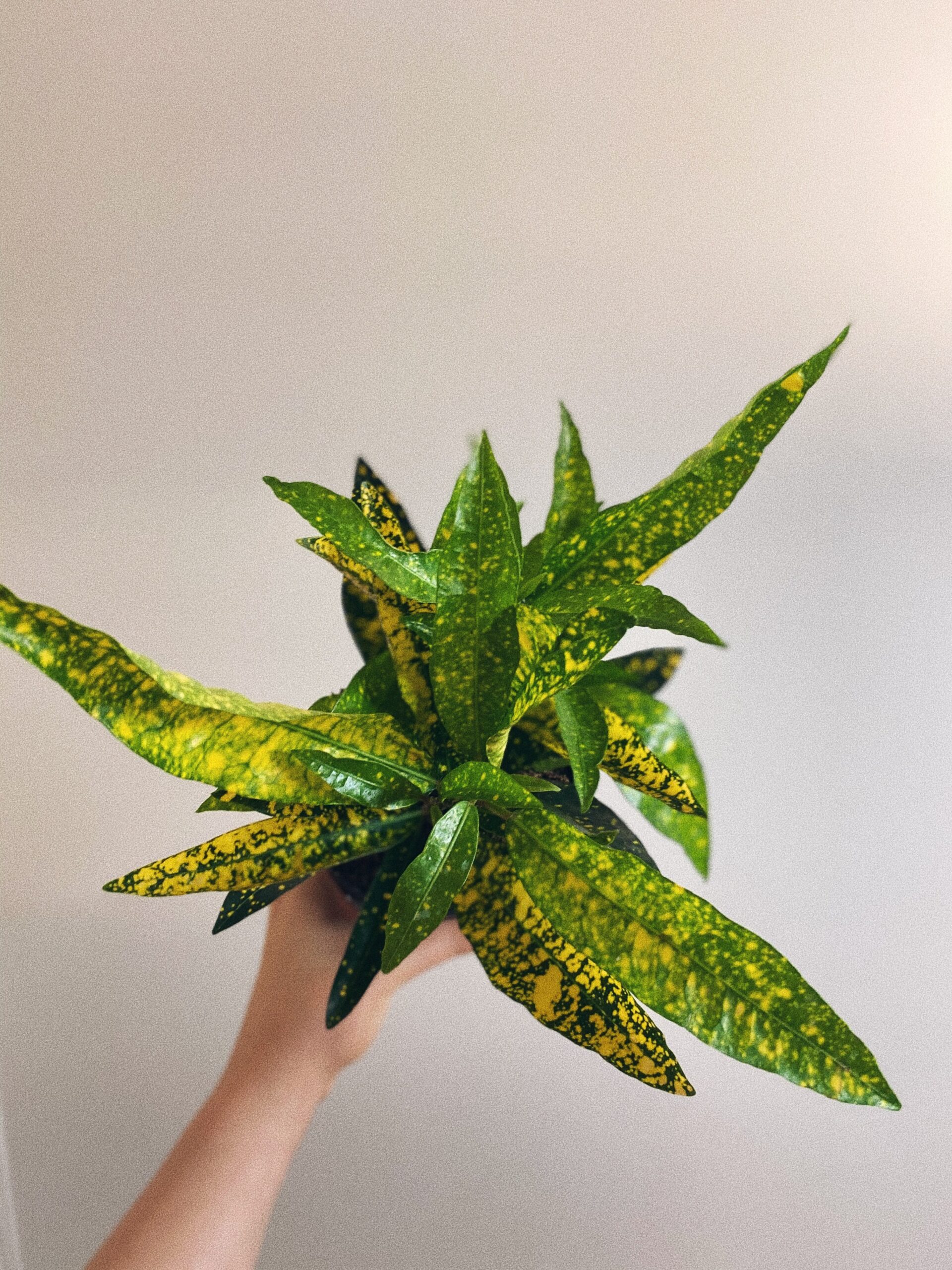 Codiaeum Gold Sun