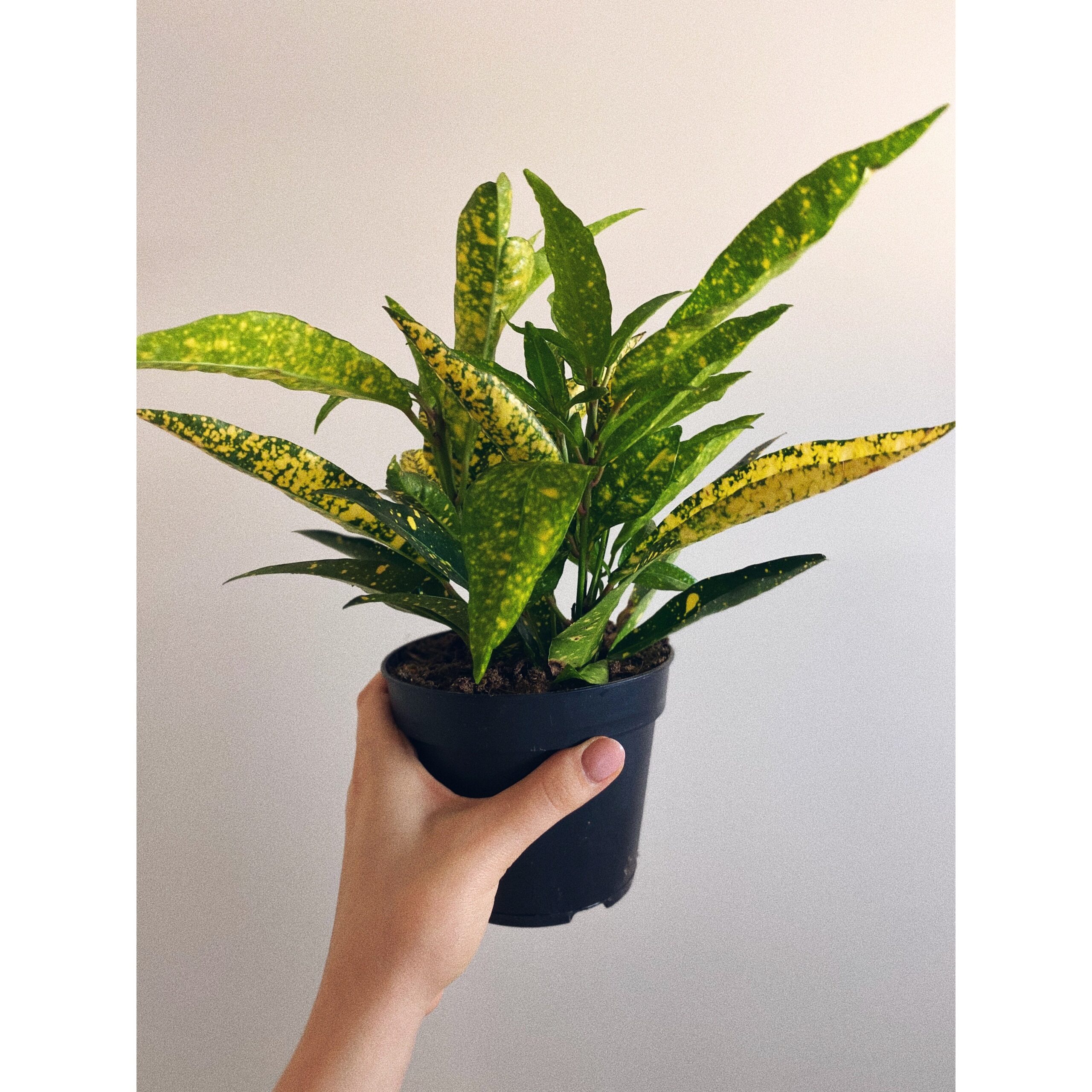 Codiaeum Gold Sun