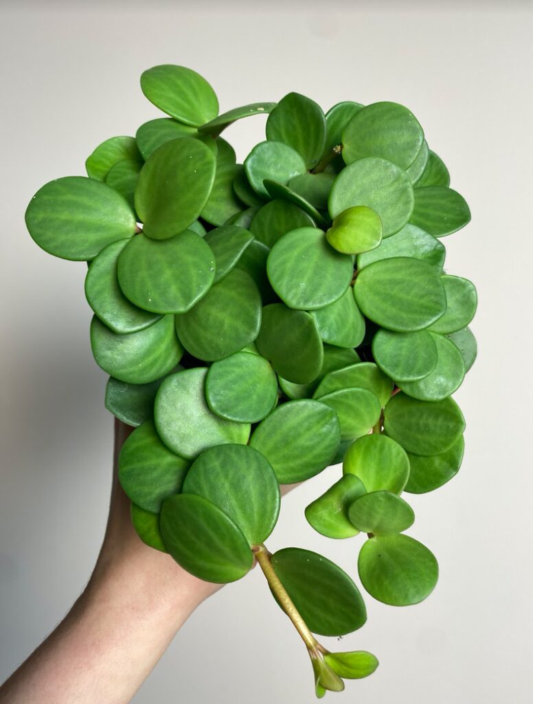 Peperomia tetraphylla 'Hope'