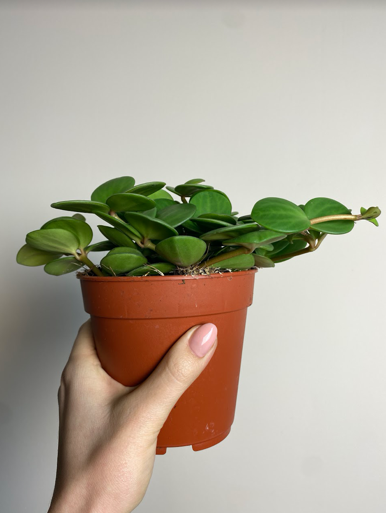 Peperomia Hope