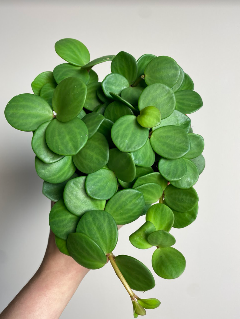 Peperomia Hope