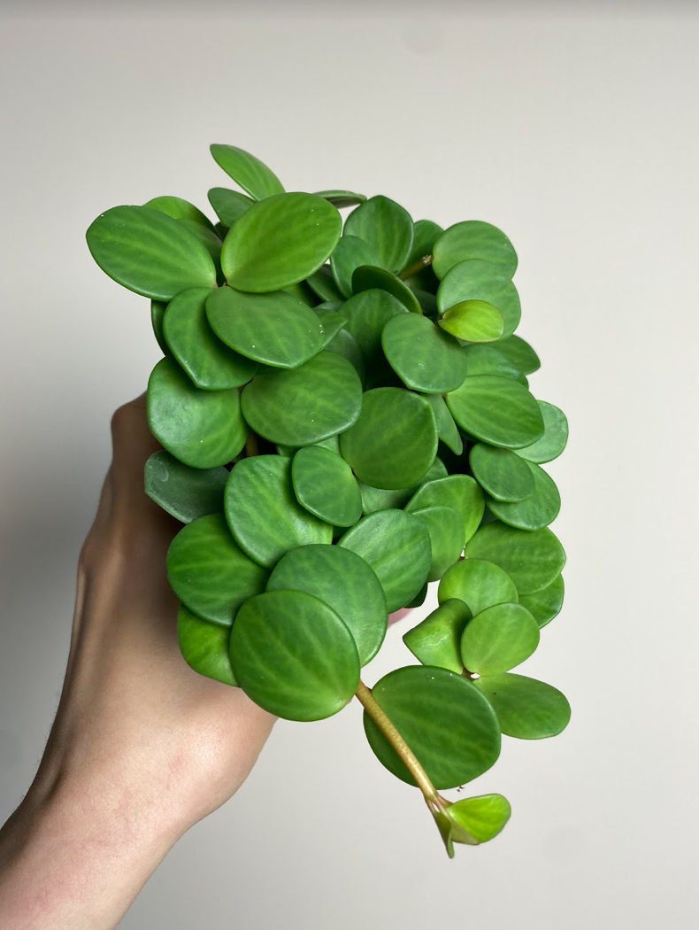 Peperomia Hope