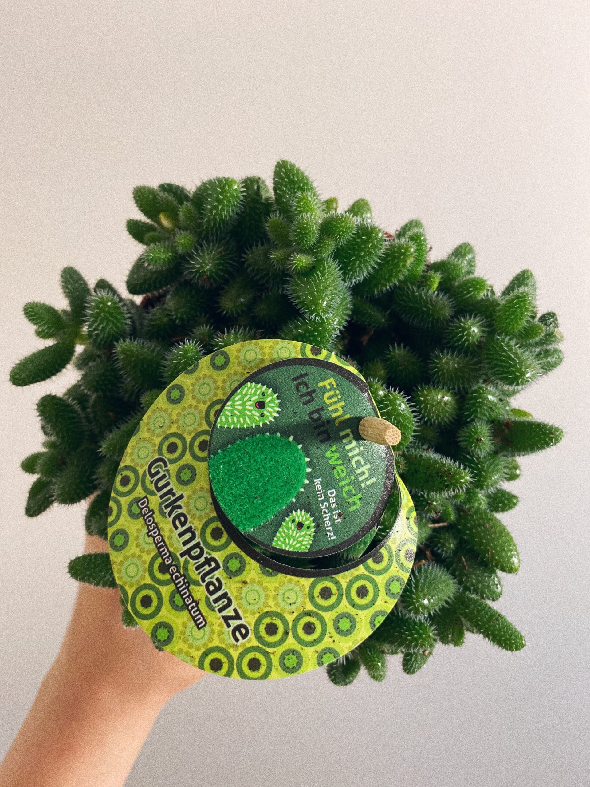 Delosperma Echinatum