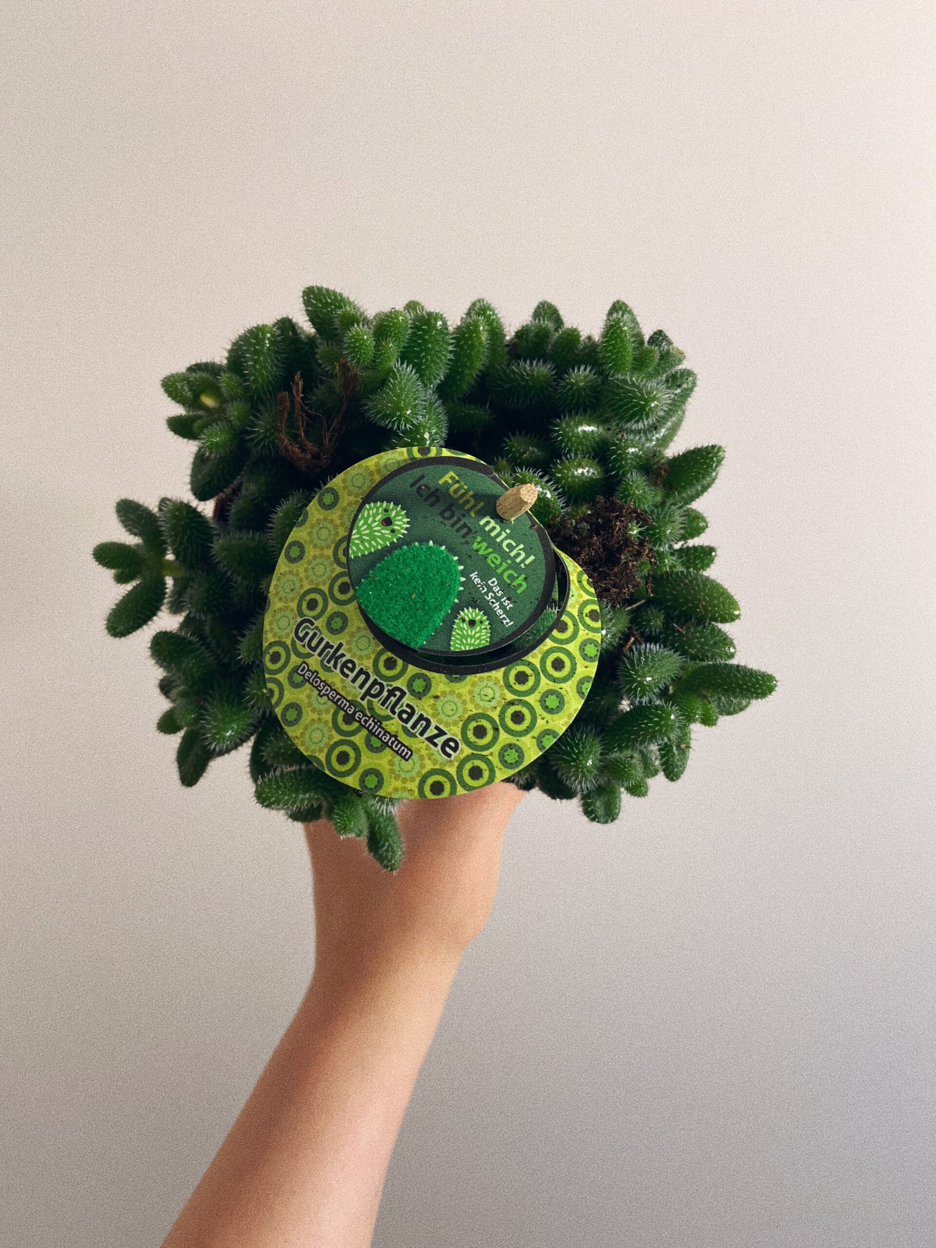 Delosperma Echinatum