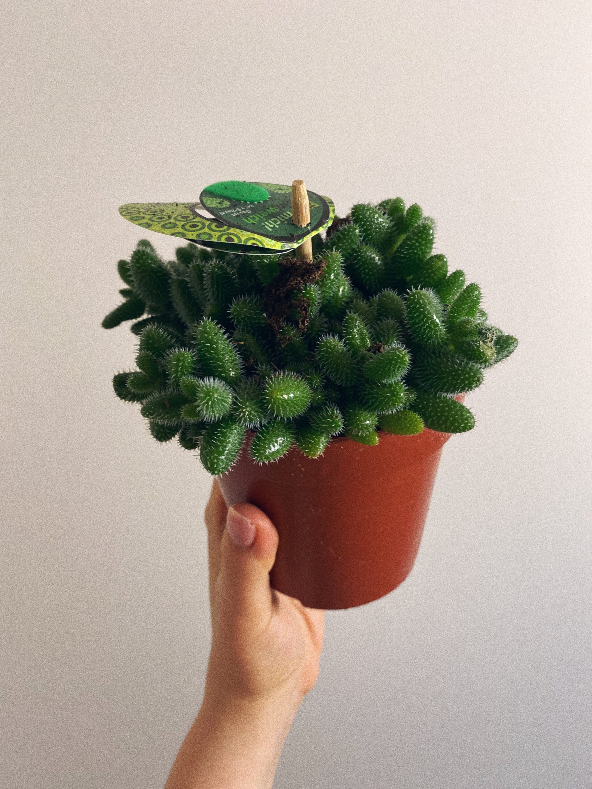 Delosperma Echinatum