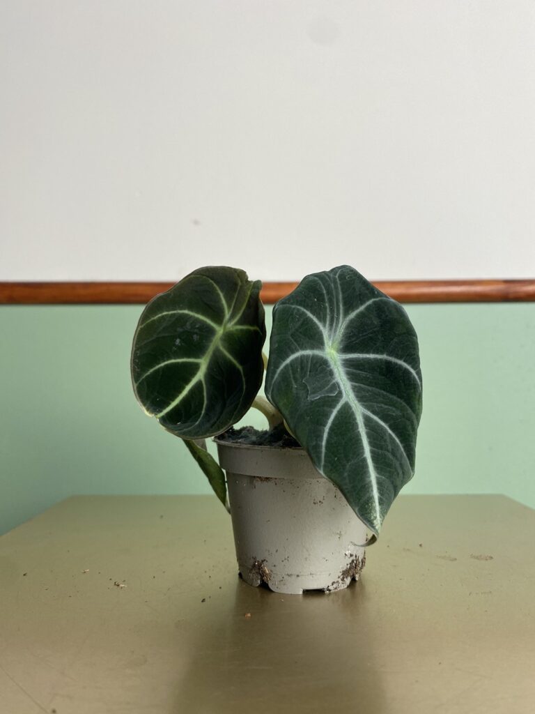 Alocasia reginula 'Black Velvet'