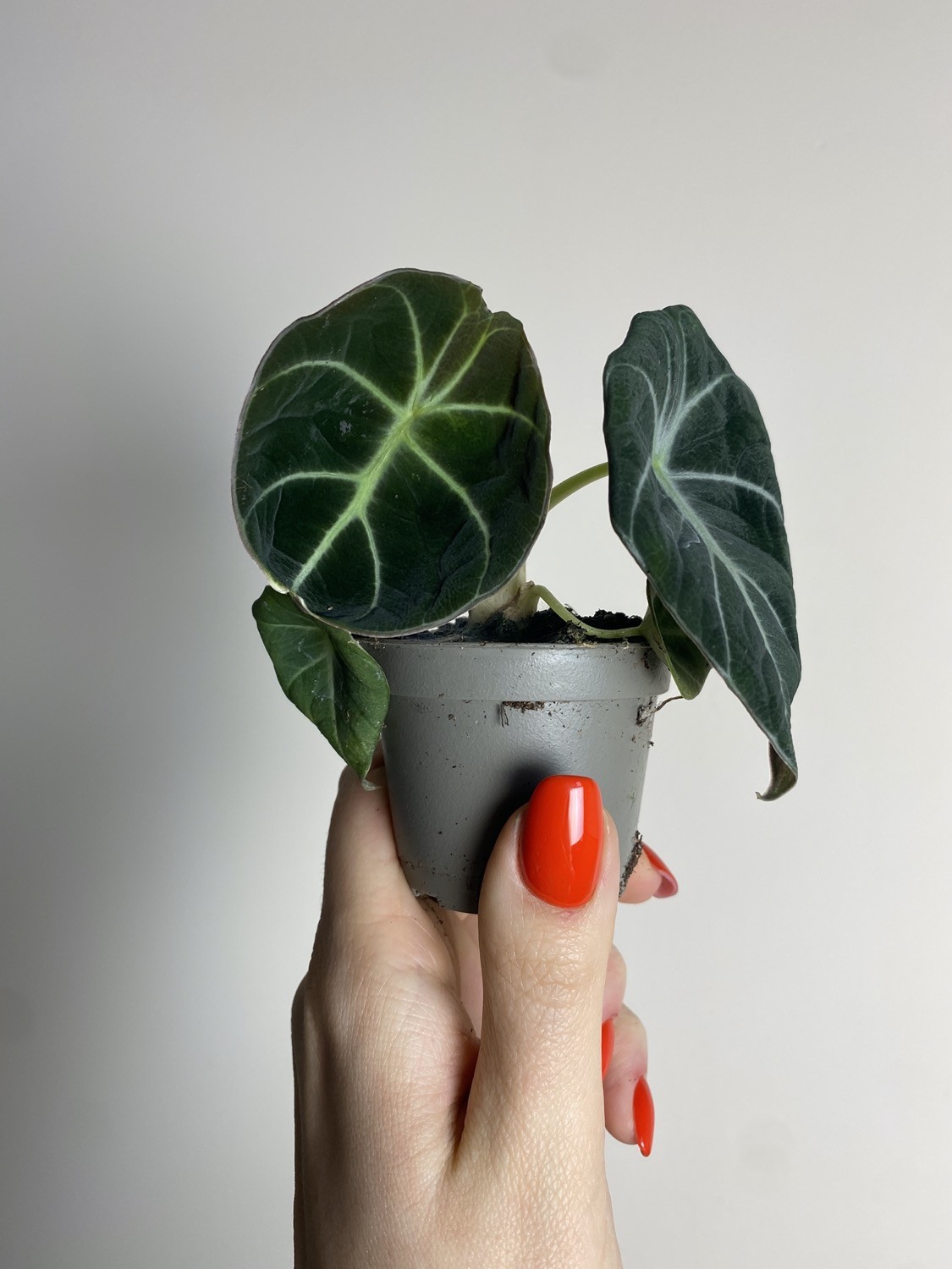 Alocasia reginula ‘Black Velvet’