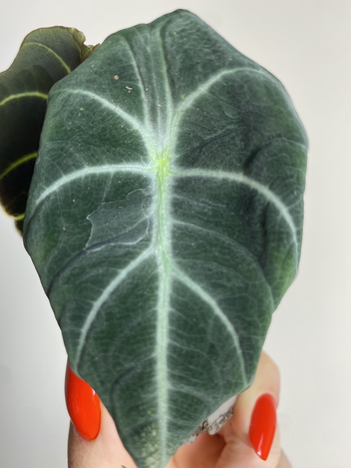 Alocasia reginula ‘Black Velvet’