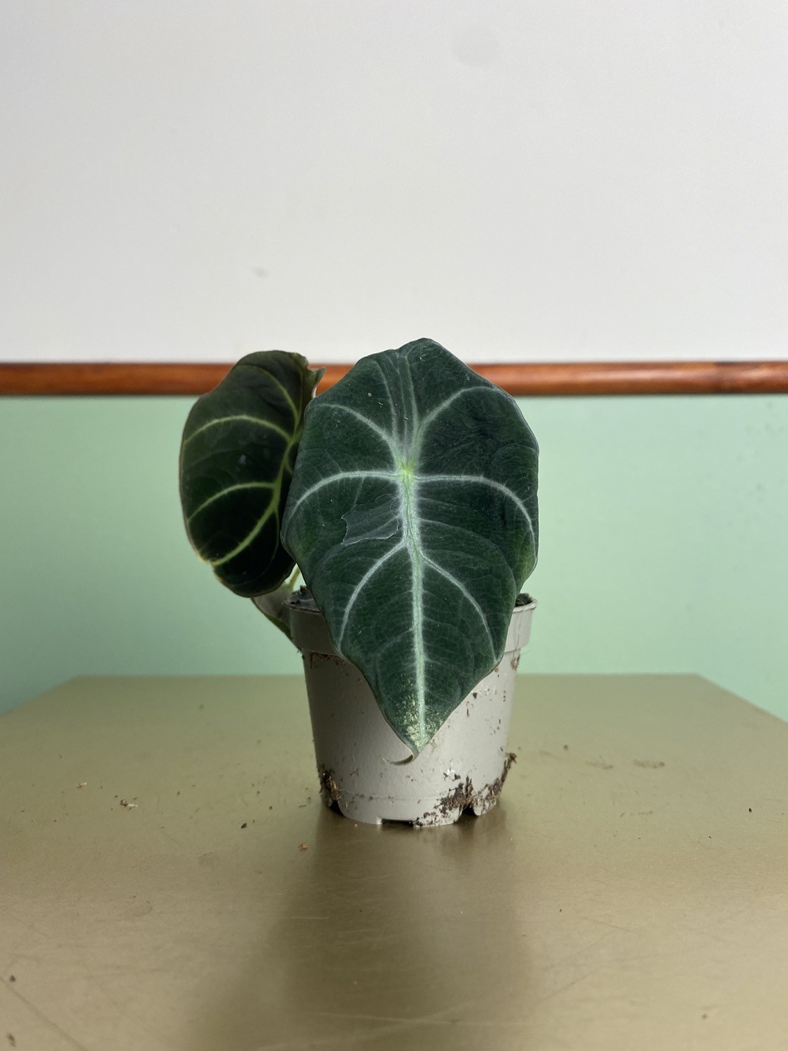 Alocasia reginula ‘Black Velvet’