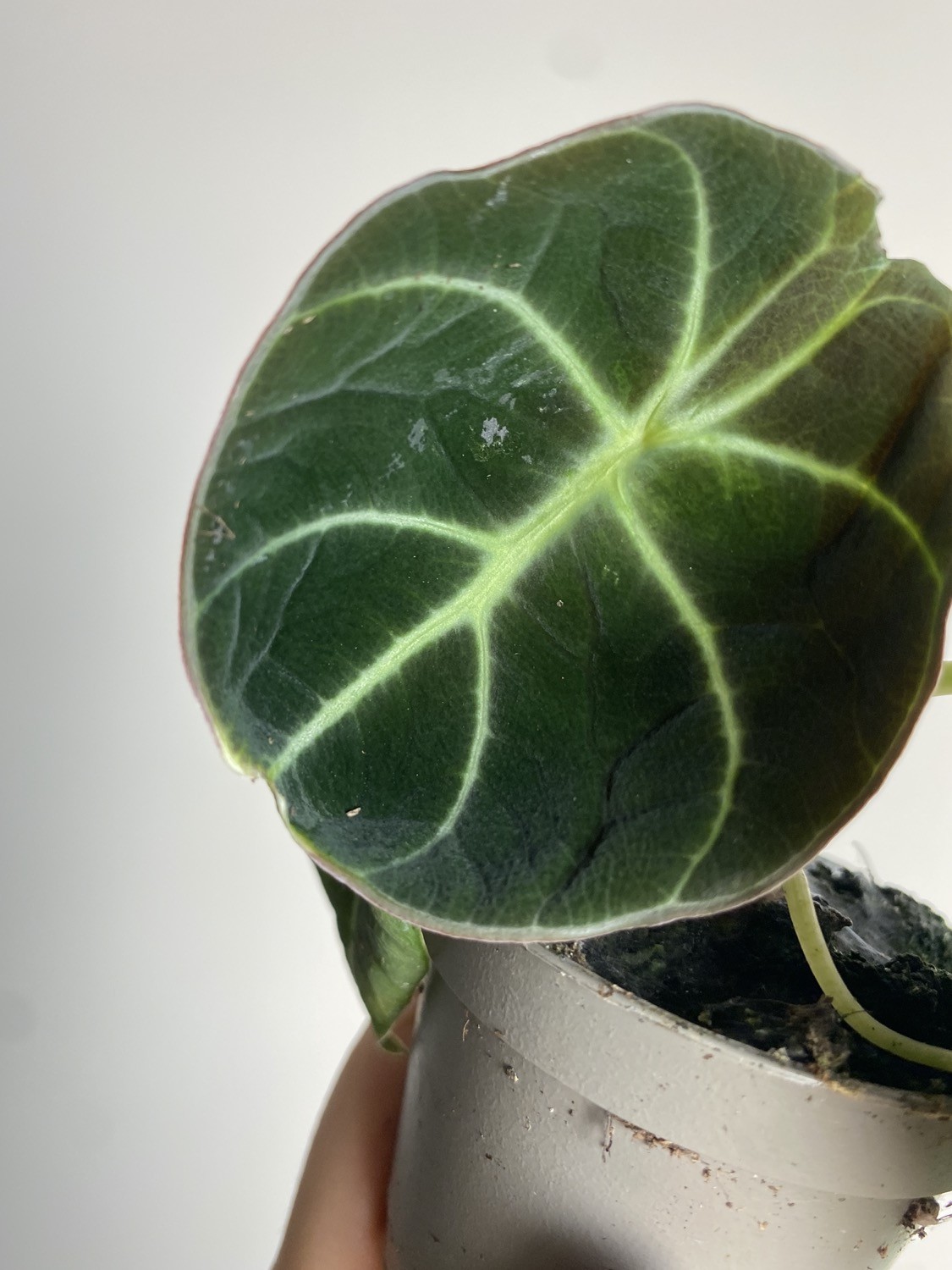 Alocasia reginula ‘Black Velvet’