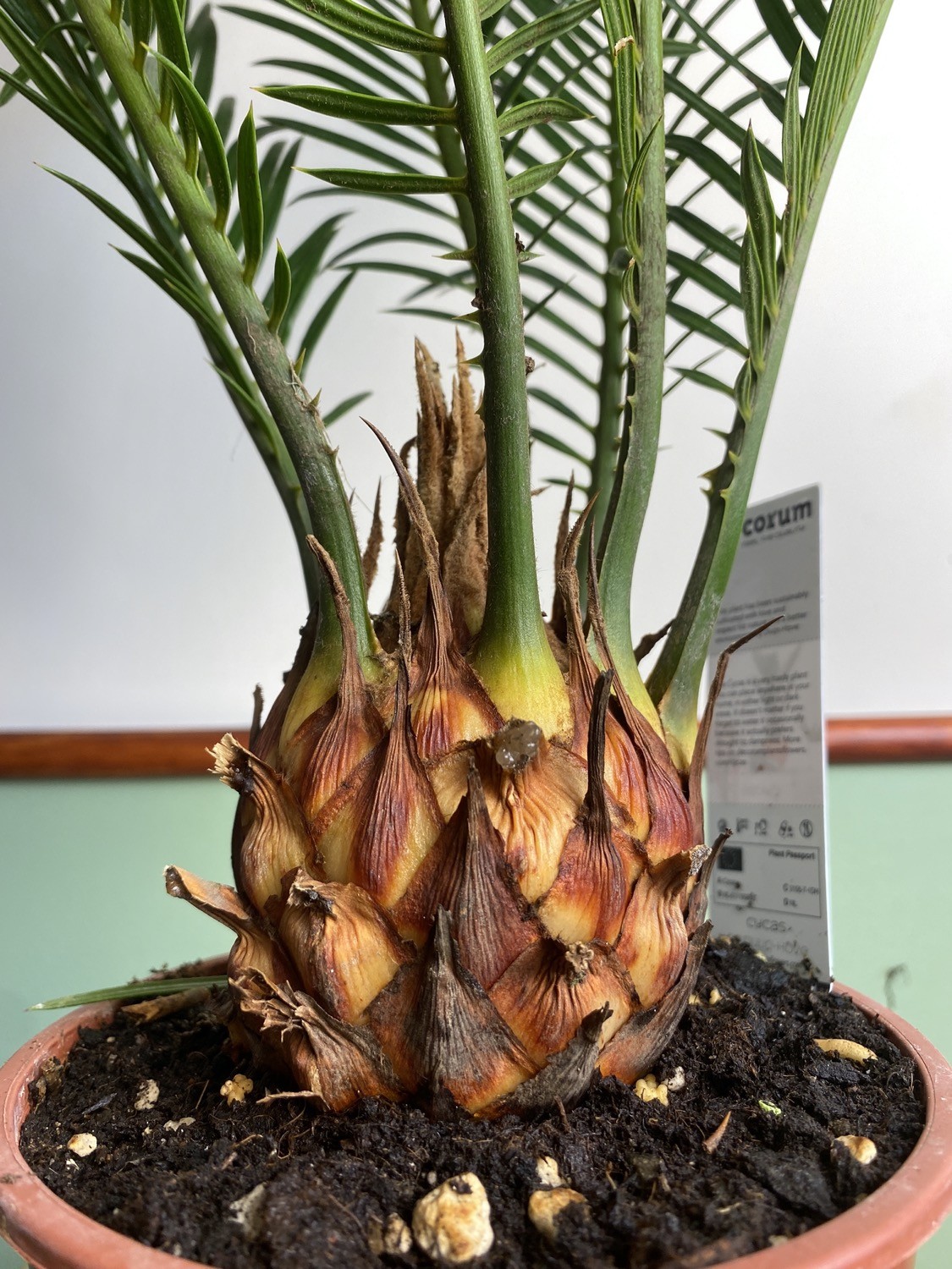 Cykas Palma Sagowiec odwinięty Cycas
