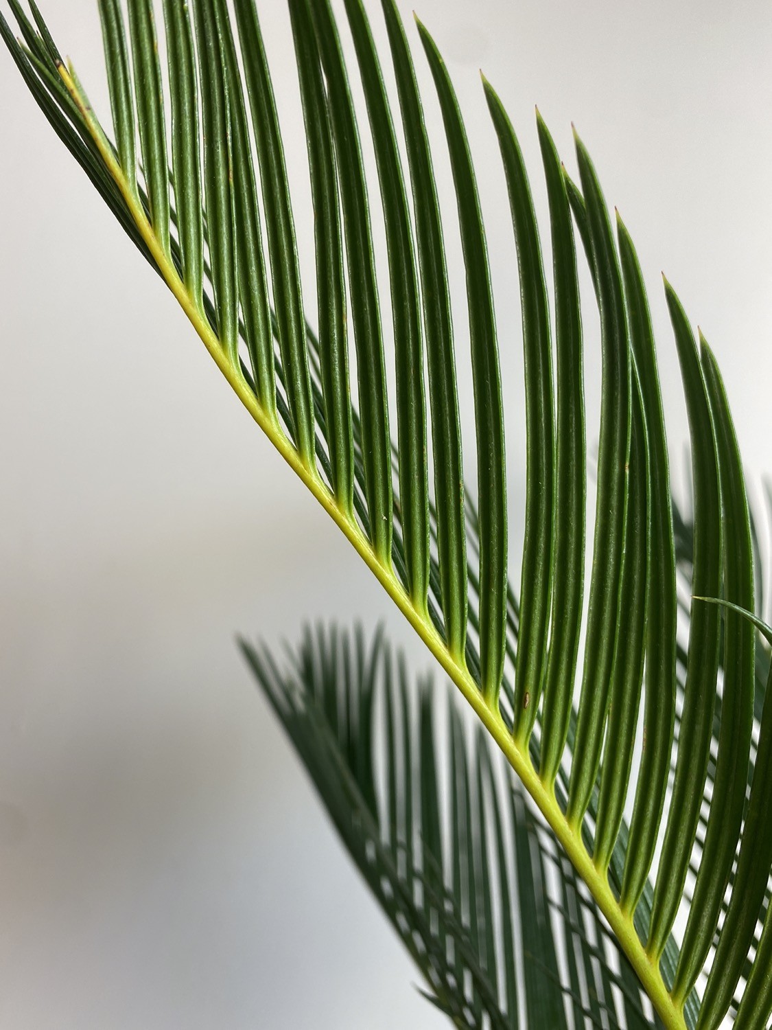 Cykas Palma Sagowiec odwinięty Cycas