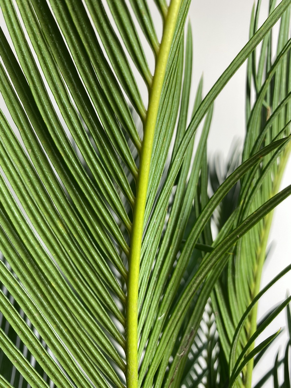 Cykas Palma Sagowiec odwinięty Cycas
