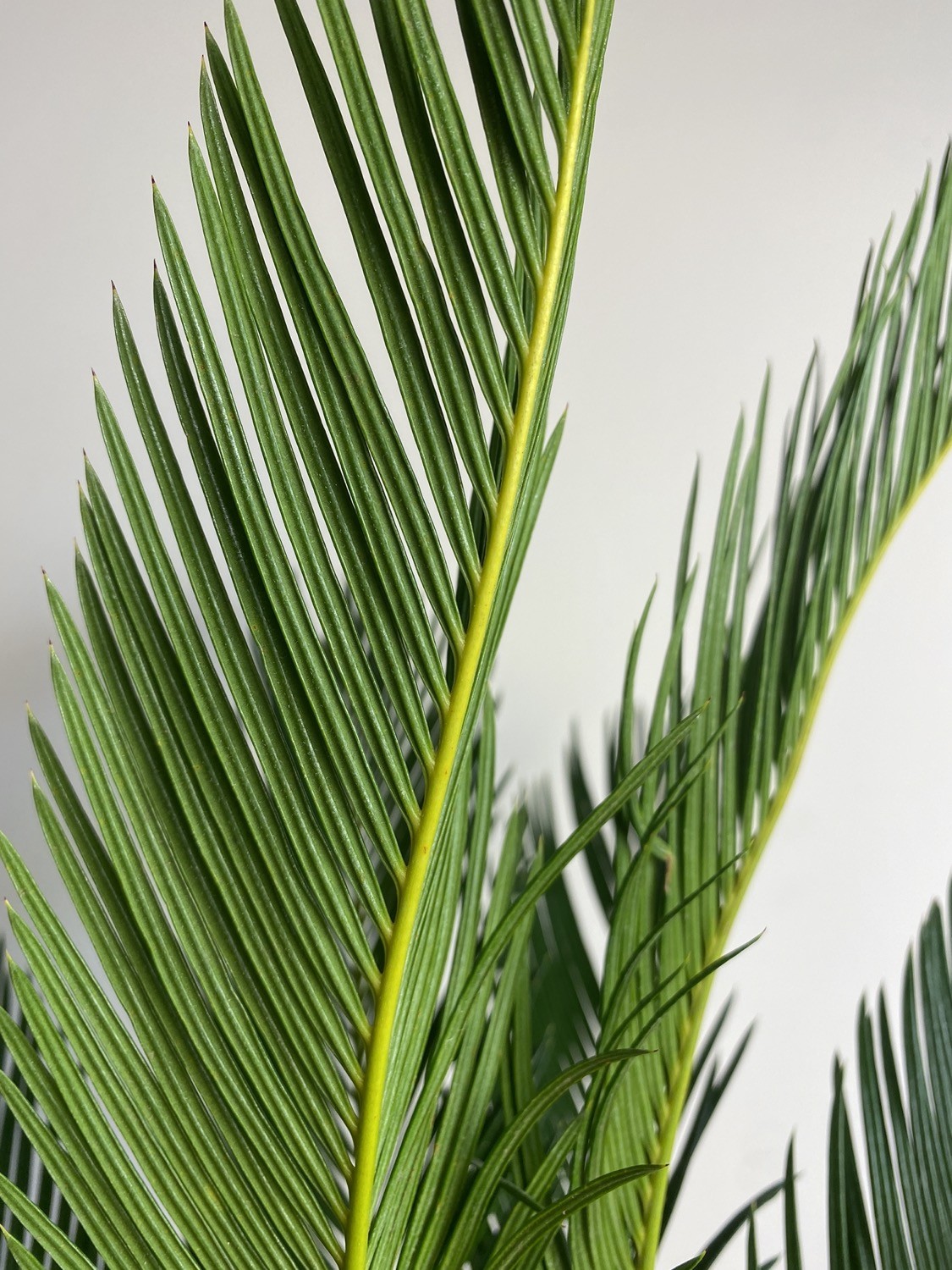 Cykas Palma Sagowiec odwinięty Cycas