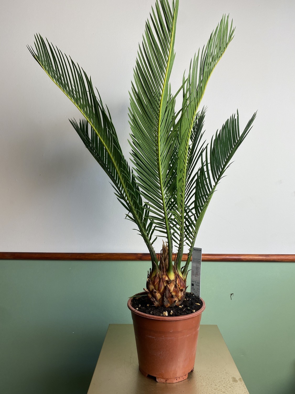 Cykas Palma Sagowiec odwinięty Cycas